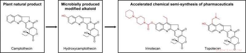 Harnessing Microbes to Boost Drug Production Efficiency