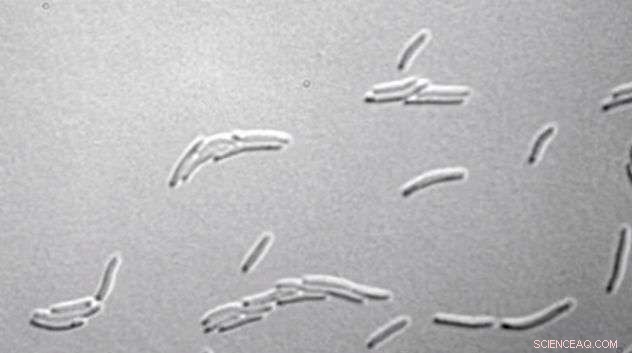 Enzyme Structures Reveal How Bacteria Achieve Powerful Bioremediation