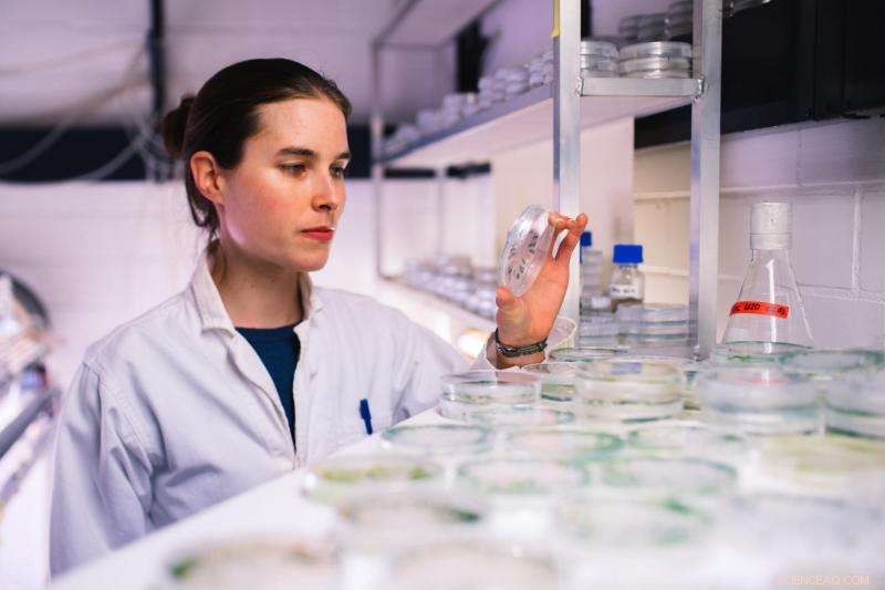 Decoding Green Algae: The Intricate Assembly of Hydrogen-Producing Enzymes