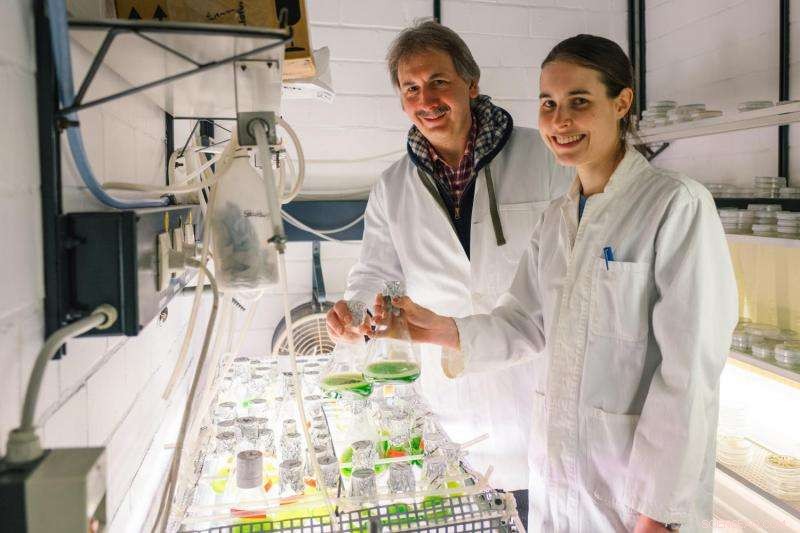 Decoding Green Algae: The Intricate Assembly of Hydrogen-Producing Enzymes