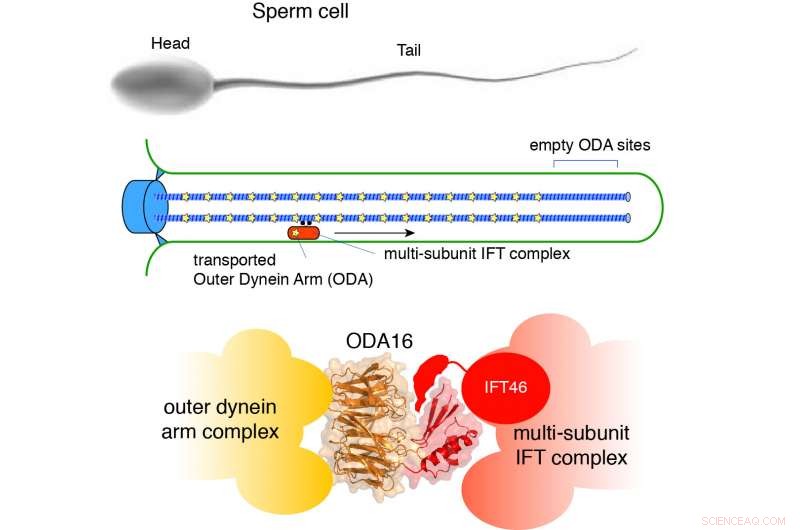 Intraflagellar Transport of Molecular Motors into Cilia