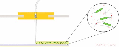 Revolutionary 3‑D Printing of Bacterial Gels for Novel Material Fabrication