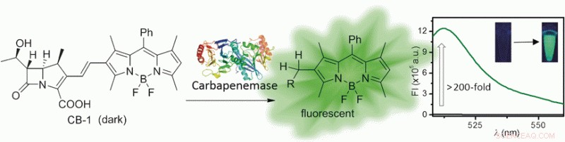 Fluorogenic Probe Enables Rapid Detection of Multidrug-Resistant Pathogen Activity in Assay Systems