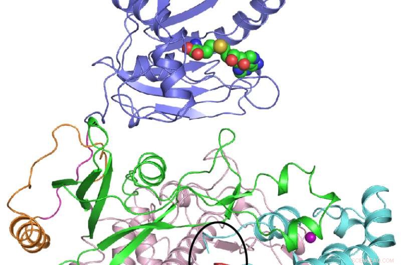 Scientists Resolve 3D Structure of Zika Virus Key Protein, Paving the Way for Targeted Therapies