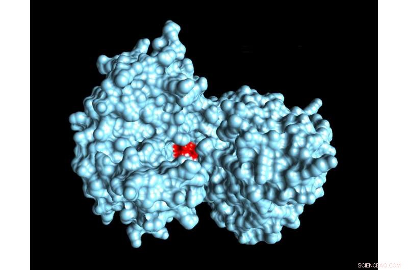 Indiana University Uncovers Zika NS5 Protein Structure, Accelerating Cure Search