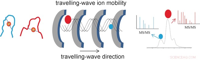 Traveling‑Wave Ion Mobility Mass Spectrometry Reveals Gold Finger Structures