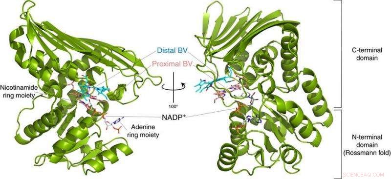 Osaka University Team Breaks New Ground on Biliverdin Reductase, a Key Antioxidant Enzyme in Jaundice