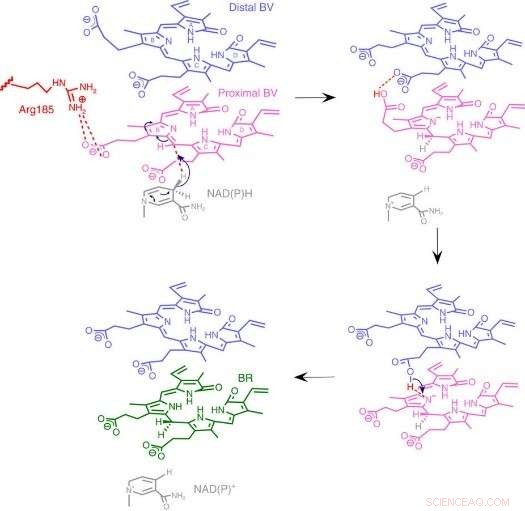 Osaka University Team Breaks New Ground on Biliverdin Reductase, a Key Antioxidant Enzyme in Jaundice