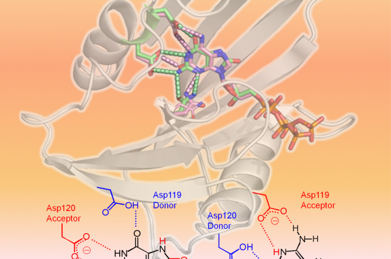 Unveiling the Mechanism Behind hMTH1’s Broad Substrate Specificity