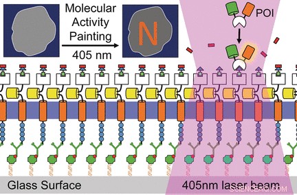 Molecular Activity Painting: Precise Light‑Controlled Switches Inside Cells