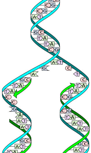 Revolutionary Method for Efficient DNA Amplification