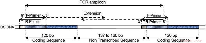 Revolutionary Method for Efficient DNA Amplification