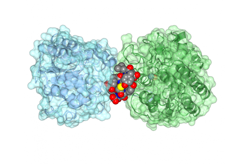 Global Research Teams Identify Promising Parasite-Targeting Enzyme Inhibitor