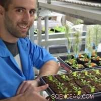 Malaria-Targeting Drugs Double as Powerful Herbicides