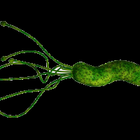 New Study Uncovers How Ulcer-Causing Bacteria Thrive in the Stomach