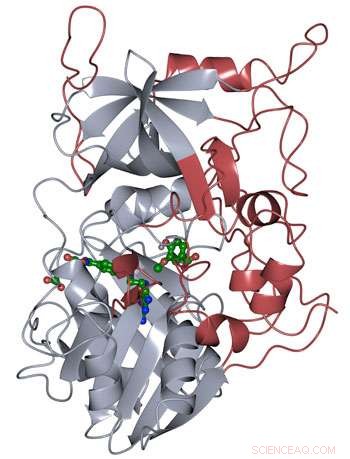 New Research Identifies LigM as Key Enzyme for Degrading Aromatic Pollutants