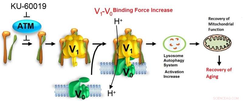 Scientists Discover Method to Halt Cellular Aging
