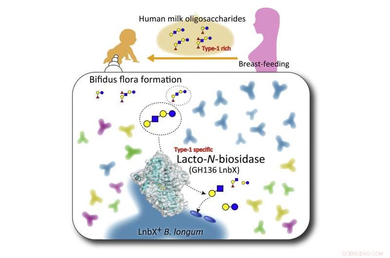 How a Beneficial Gut Microbe Adapts to Breast Milk: Insights into Infant Nutrition