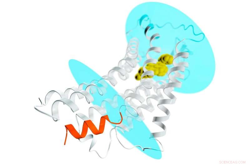 X-ray Analysis Uncovers Key Drug Target, Paving Way for New Therapies