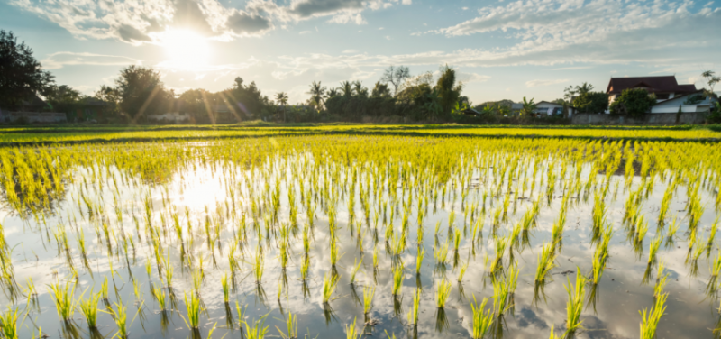 Harnessing Solar Energy to Produce On‑Farm Fertilizer: A Sustainable Solution