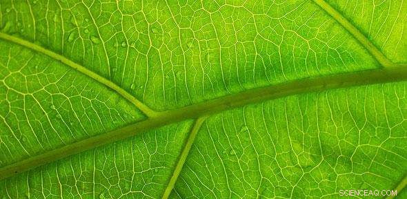 Leaf Vein Architecture Offers Breakthrough Solution for Longer Battery Life