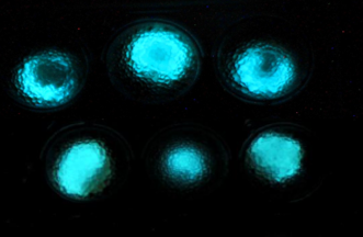 Bioluminescent Bacteria Enable Remote Detection of Buried Landmines