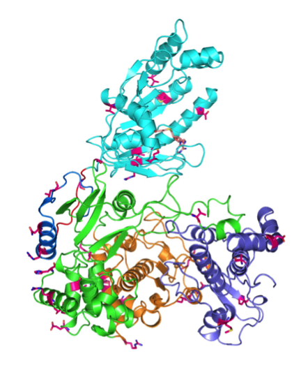 Scientists Uncover Key Protein Driving Zika Virus Replication