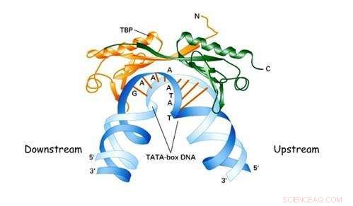 Revolutionary DNA-Recognizing Synthetic Polymers: Breakthrough in Genetic Imprinting