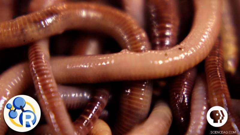 Video: Earthworms—Nature s Unsung Waste Managers