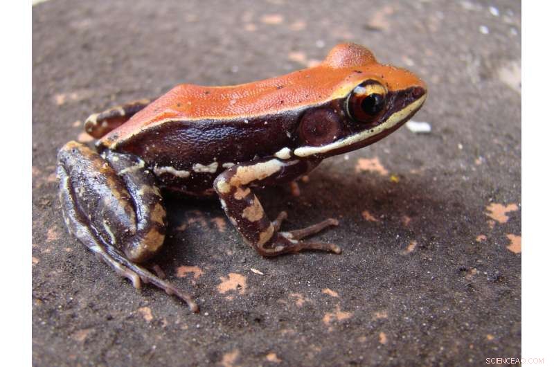 Frog Mucus: A Natural Weapon Against Flu Viruses