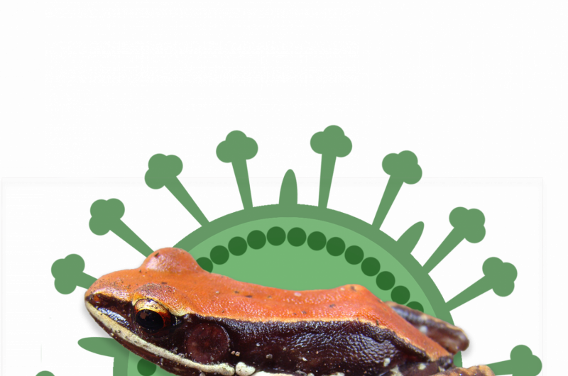 Frog Mucus: A Natural Weapon Against Flu Viruses