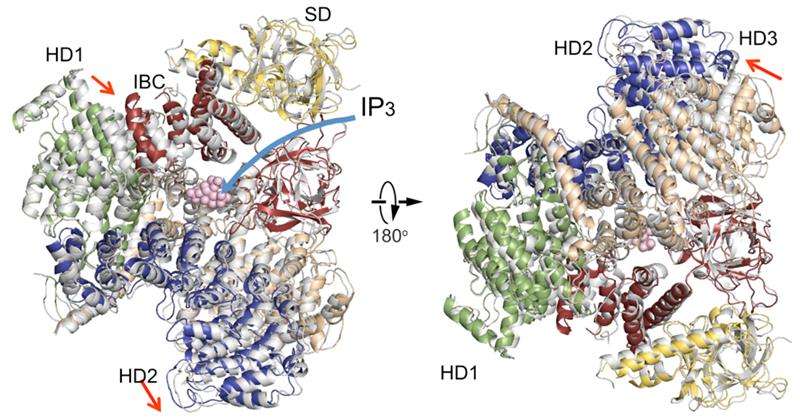 Atomic Structure Uncovers How Cells Translate Environmental Signals
