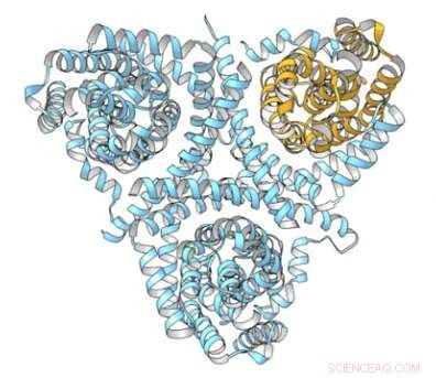 Time‑Lapse Reveals How Anticancer and Antiviral Drugs Enter Cells