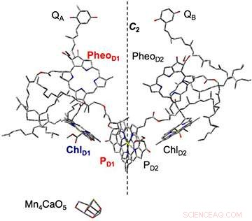 The Mechanism Behind Electrical Charge Generation in Photosynthesis