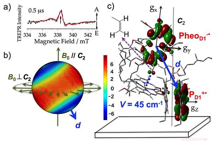 The Mechanism Behind Electrical Charge Generation in Photosynthesis