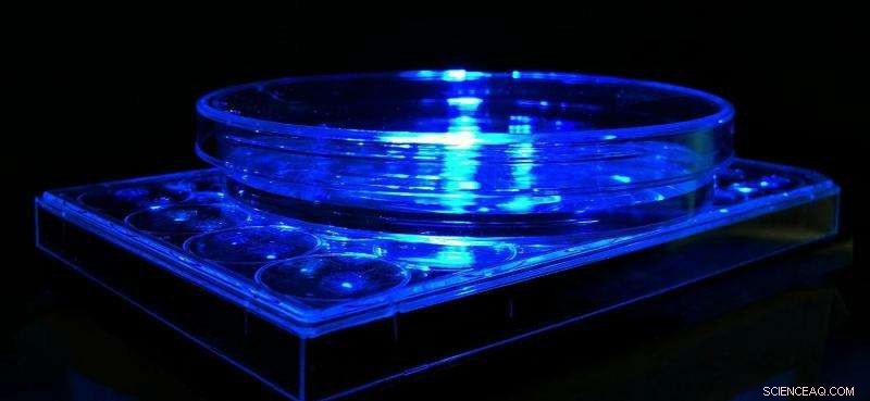 Harnessing Light to Precisely Control Gene Function: Breakthrough Optogenetics Research