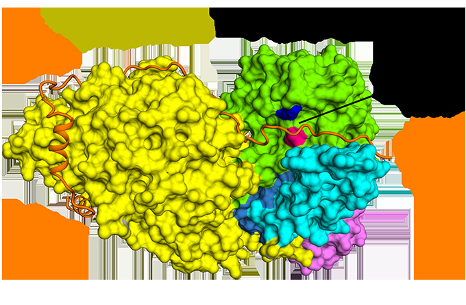 Elucidating the Separase–Securin Complex: Key Insights into Cell Cycle Regulation