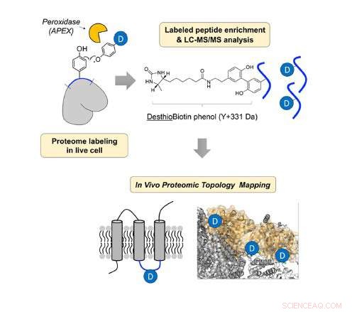 Decoding the Architecture of Inner Mitochondrial Membrane Proteins