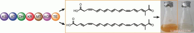 One Enzyme Drives Mushroom Chemical Defense Against Insect Larvae