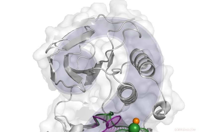 New Computational Study Uncovers p38α Activation Mechanism