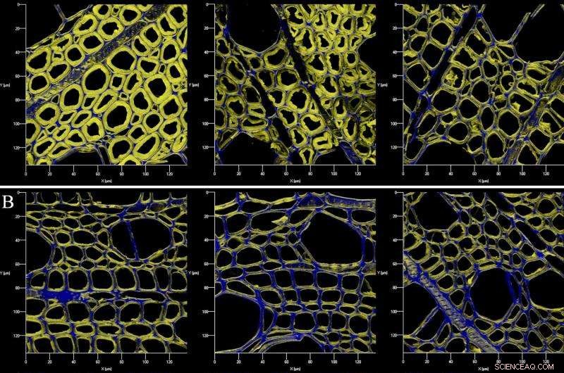Measuring Surface Chemistry Changes in Woody Plants During Microbial Fermentation