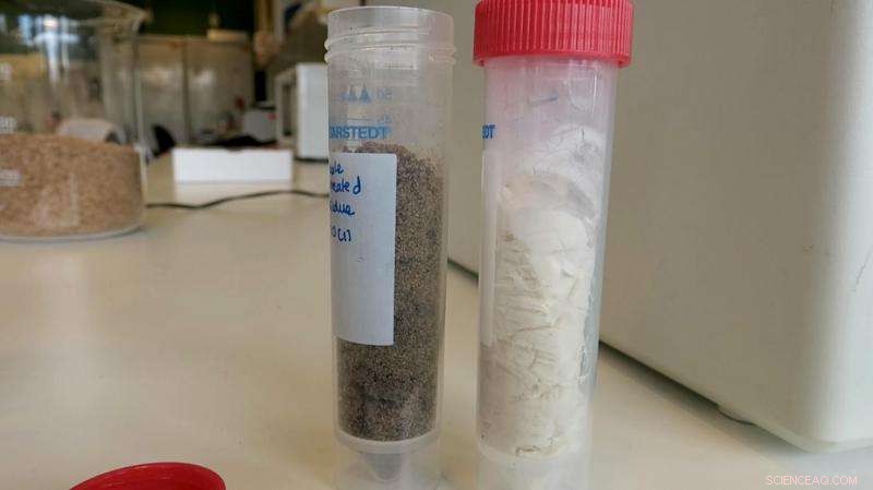 From Wheat Mill Byproducts to Antioxidants and Bioplastics: A Sustainable Innovation