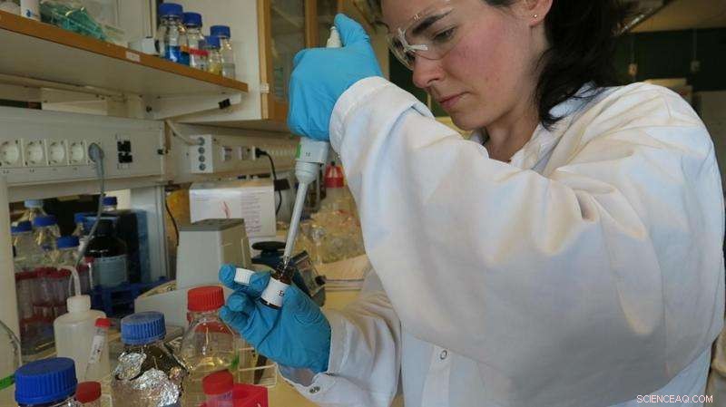 From Wheat Mill Byproducts to Antioxidants and Bioplastics: A Sustainable Innovation