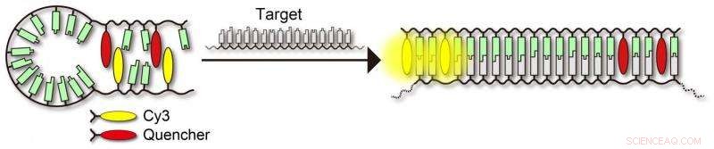 Cyanine Dyes Boost Molecular Probe Performance