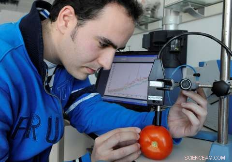Portable Raman Spectrometer for Precise Tomato Ripeness Detection