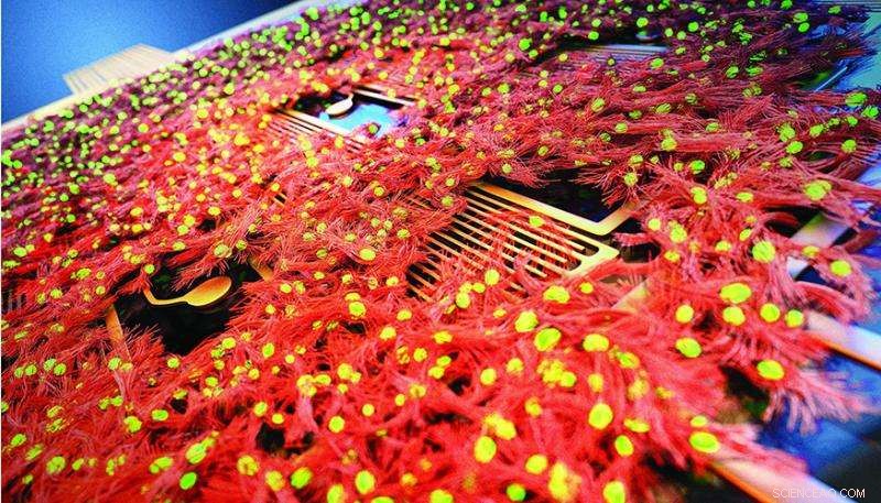 Lab Unveils Innovative Heart‑on‑a‑Chip for Safer Drug Testing