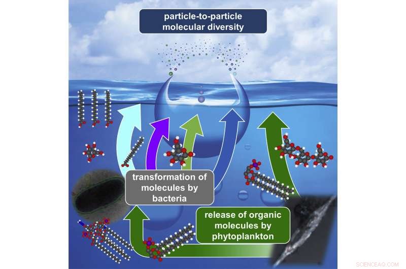 Plankton and Bacteria: Key Drivers of Ocean Spray Formation
