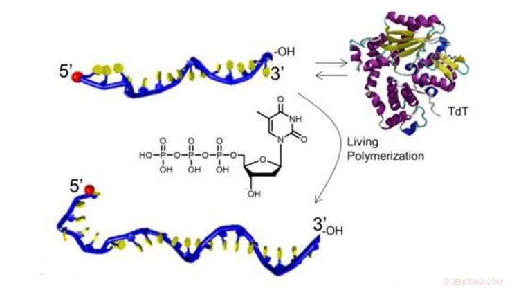 Innovative Enzyme Simplifies Synthetic Biomaterial Production