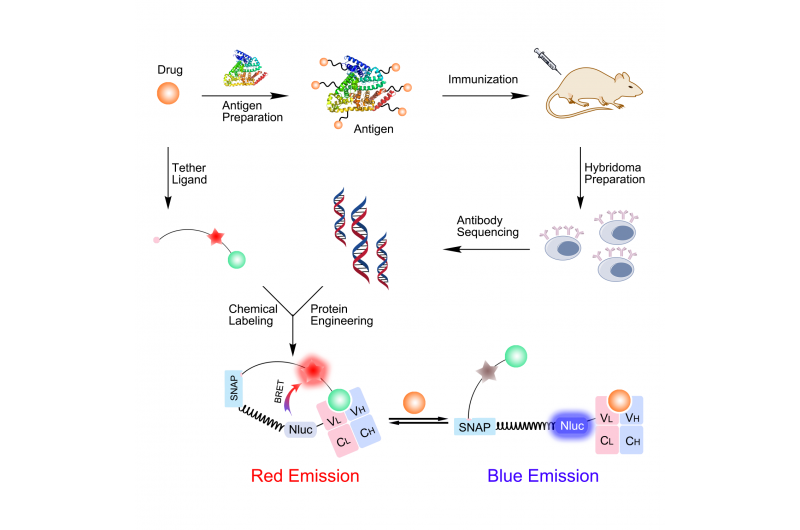 Cutting-Edge Antibody Biosensor Enables Unlimited Point-of-Care Drug Monitoring