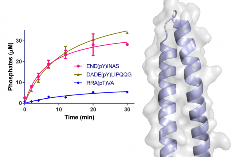 Structural Analysis of the Legionella pneumophila Effector Protein WipA: Insights into Bacterial Virulence